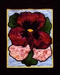 Miss Ann-sey Pansy