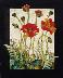 Oriental Poppy